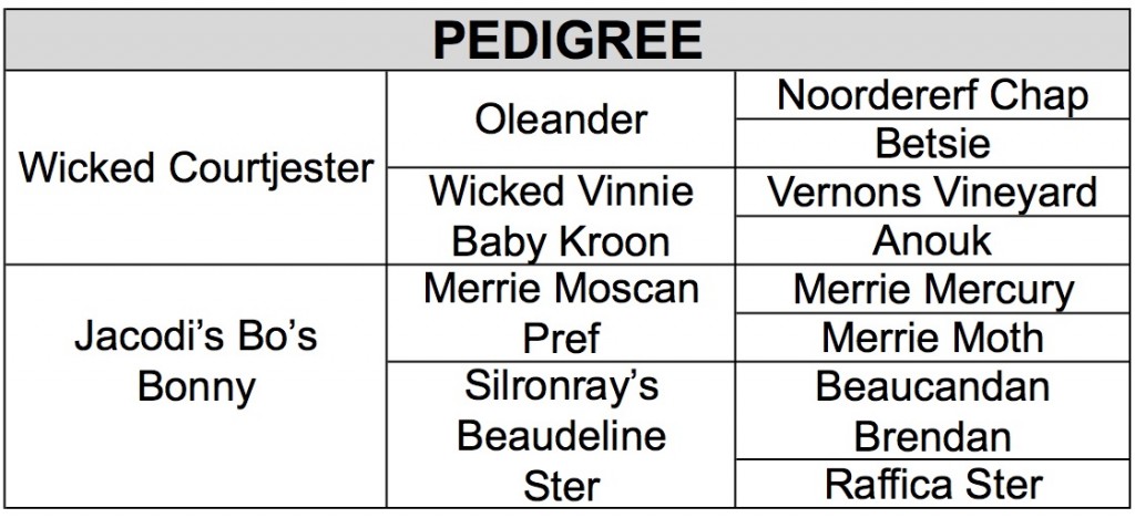 wishbone PEDIGREE